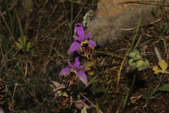 Ophrys homeri