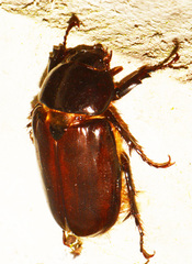 Ancognatha scarabaeoides