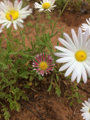 Aphanostephus skirrhobasis