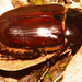 Ancognatha scarabaeoides - Photo (c) Steve King,  זכויות יוצרים חלקיות (CC BY-NC), הועלה על ידי Steve King