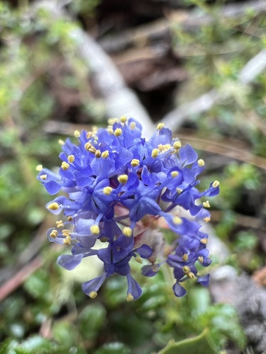 Ceanothus foliosus, photograph 3