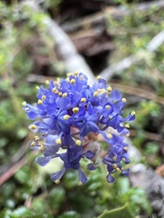 Ceanothus foliosus, photograph (c) Ryan Donnelly, some rights reserved (CC BY)