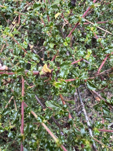 Ceanothus foliosus, photograph 4