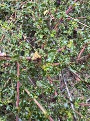 Ceanothus foliosus, photograph (c) Ryan Donnelly, some rights reserved (CC BY)
