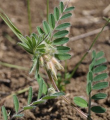 Vicia pannonica