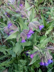 Pulmonaria australis