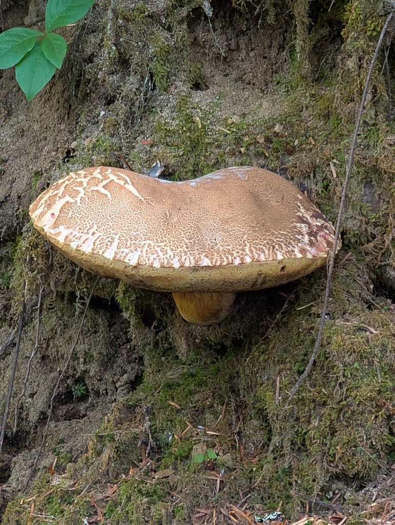 Smith's Bolete · July 2026 · photo: Photo: (c) Tom and T Herman, some rights reserved (CC BY) · iNaturalist