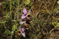 Ophrys homeri