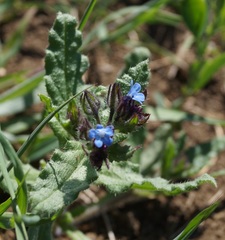 Anchusa arvensis orientalis