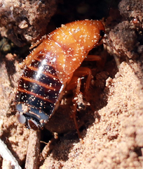 Parcoblatta desertae