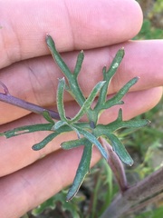 Delphinium recurvatum