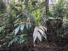 Astrocaryum mexicanum