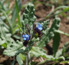 Anchusa arvensis orientalis