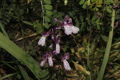 Anacamptis morio caucasica