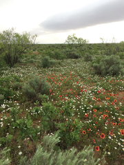 Aphanostephus skirrhobasis