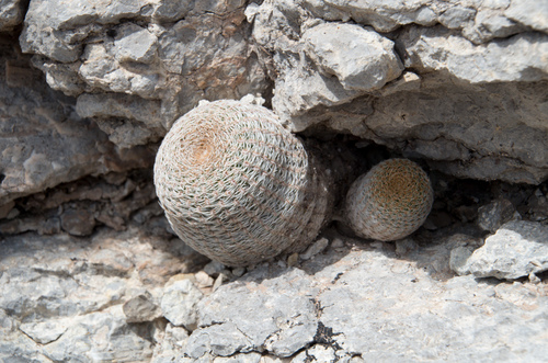 Echinopsis famatimensis