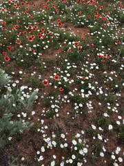 Aphanostephus skirrhobasis