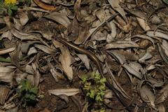 Ablepharus kitaibelii