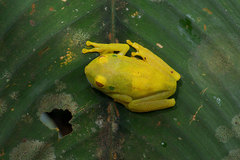 Boana cinerascens