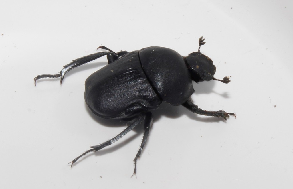 Gymnopleurus geoffroyi