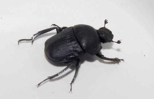 Gymnopleurus geoffroyi