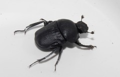 Gymnopleurus geoffroyi