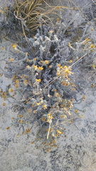 Xanthisma restiforme