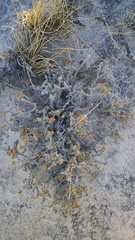 Xanthisma restiforme