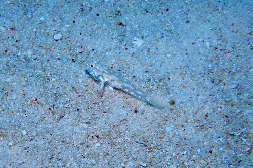 Fusigobius duospilus observed 2026-07-02