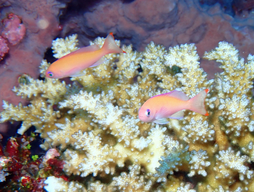 Pseudanthias hypselosoma observed 2026-07-02