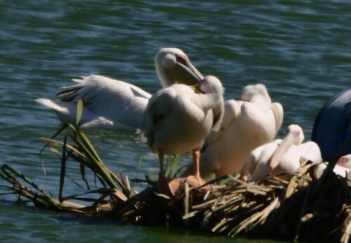 iNaturalist image