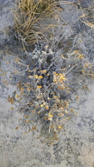 Xanthisma restiforme