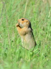 Spermophilus major