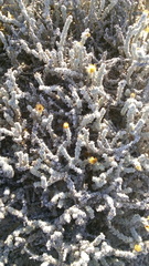 Xanthisma restiforme