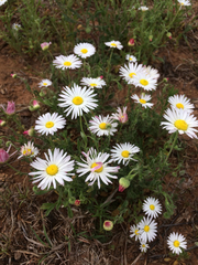 Aphanostephus skirrhobasis