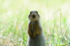 Spermophilus major