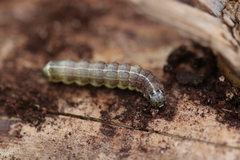 Cosmia trapezina
