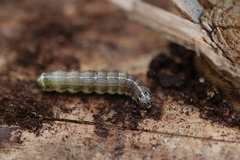 Cosmia trapezina