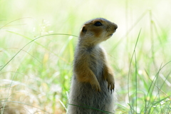 Spermophilus major