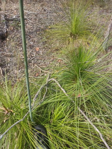 Xanthorrhoea latifolia, photograph 2