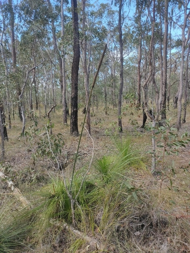 Xanthorrhoea latifolia, photograph 3