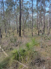 Xanthorrhoea latifolia, photograph (c) Tony van Kampen, some rights reserved (CC BY)