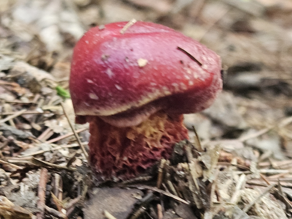 Frost's Bolete · July 2026 · photo: Photo: (c) willingarden, some rights reserved (CC BY) · iNaturalist