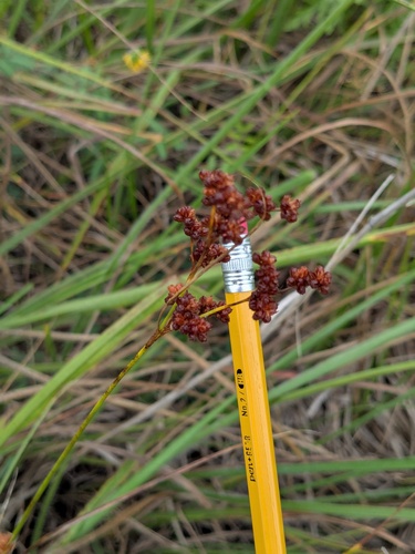 Juncus marginatus, photograph 2