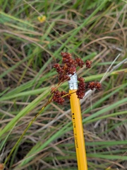 Juncus marginatus, photograph (c) Alexandria Szakacs, some rights reserved (CC BY)