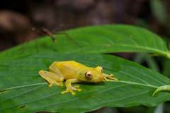 Boana cinerascens