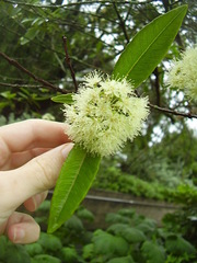 Backhousia citriodora