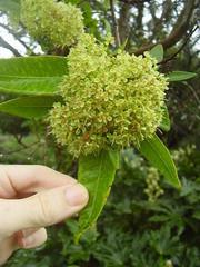 Backhousia citriodora