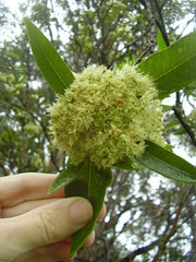 Backhousia citriodora