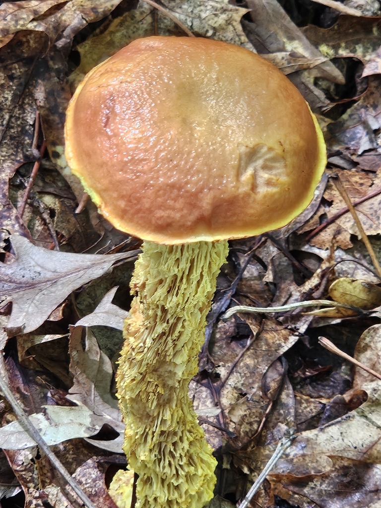 shaggy-stalked bolete · July 2026 · photo: Photo: (c) willingarden, some rights reserved (CC BY) · iNaturalist